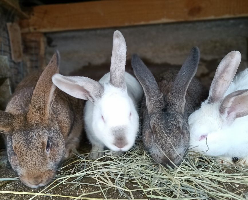 Продам кролів                                           .