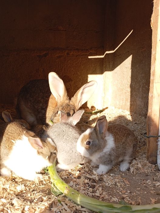 Vendo coelhos várias idades