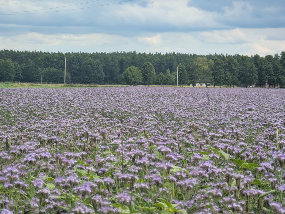 Facelia błękitna