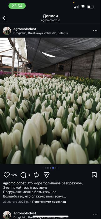 Квіти тюльпани опт до 8 березня