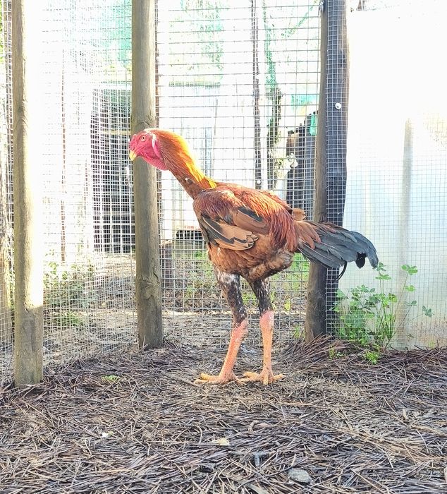 Ovos e Pintos Índio Gigante Brasileiro
