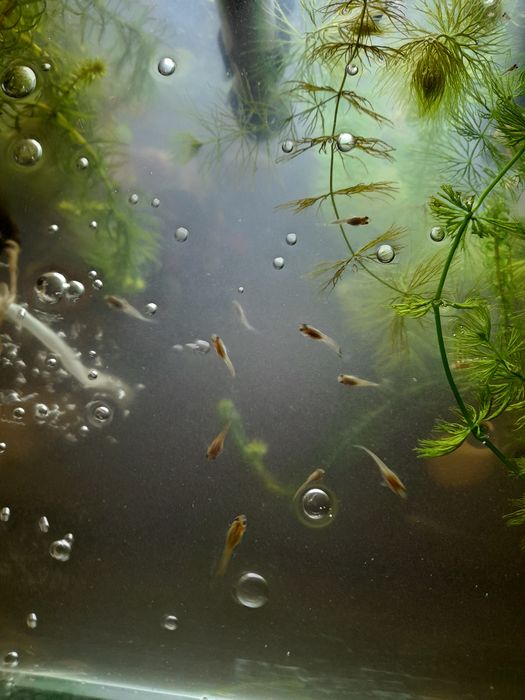 Гуппі,аквариумні рибки