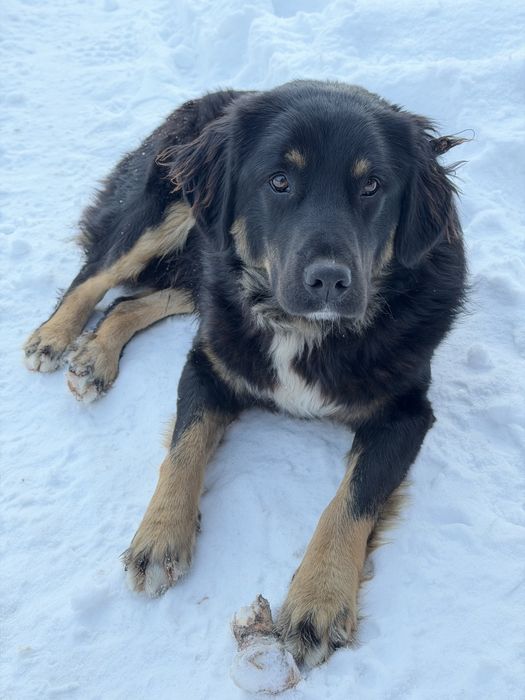 Метис ротвейлера, хлопчик. БЕЗКОШТОВНО