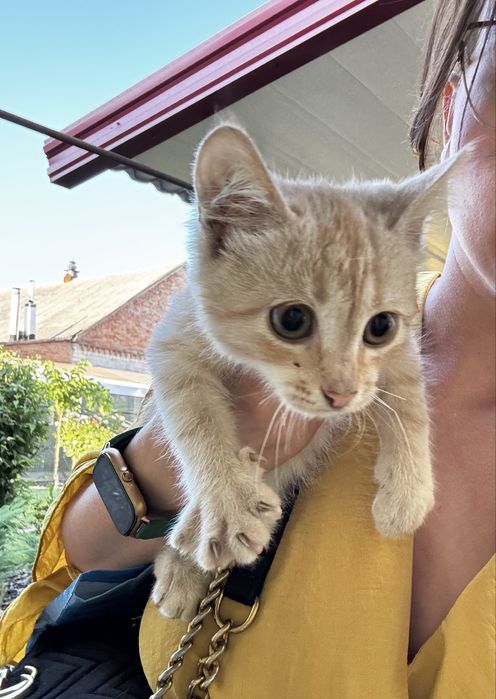 Котик в добрі руки