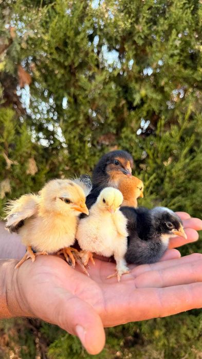 Pintos Araucana Finca Casarejo/ Leghorn Isabella / Pato rouen e Corredor indiano