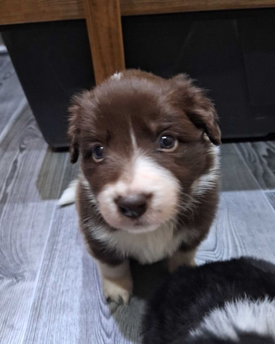 Suczka Border Collie czekoladowa ZKWP/FCI