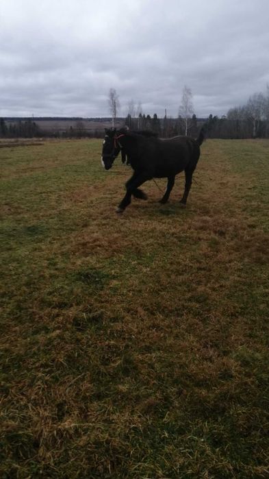 Продам спокійного коня