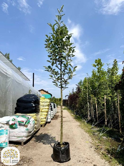 jarząb mączny, Sorbus aria Lutescens i Majestica, obwody 8-14cm, srebrzyste liście