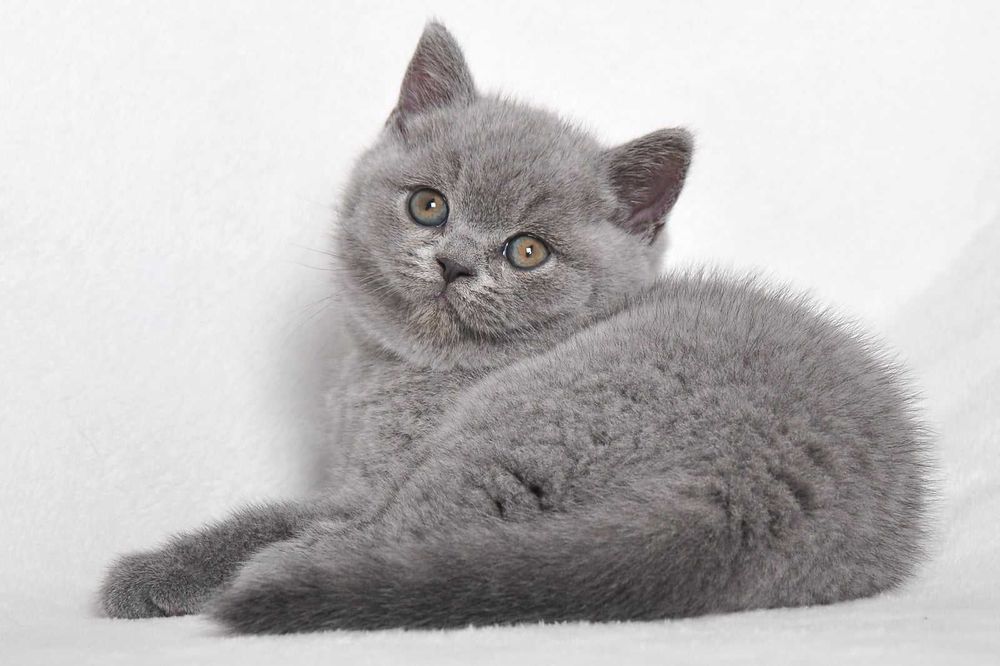 Британці з проф розплідника