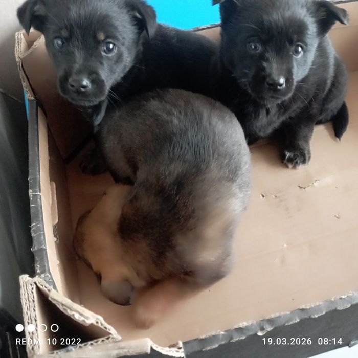 Oddam  kundelki w dobre ręce.