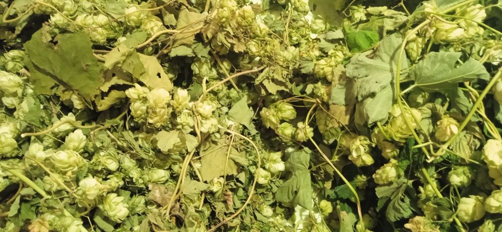 Хмель криворожский