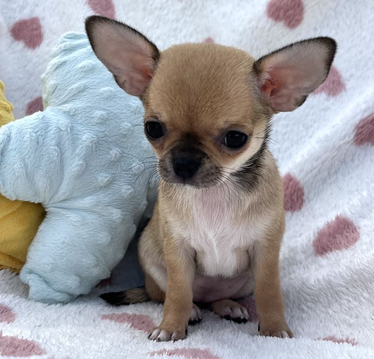 Chihuahua femea Pelo Curto