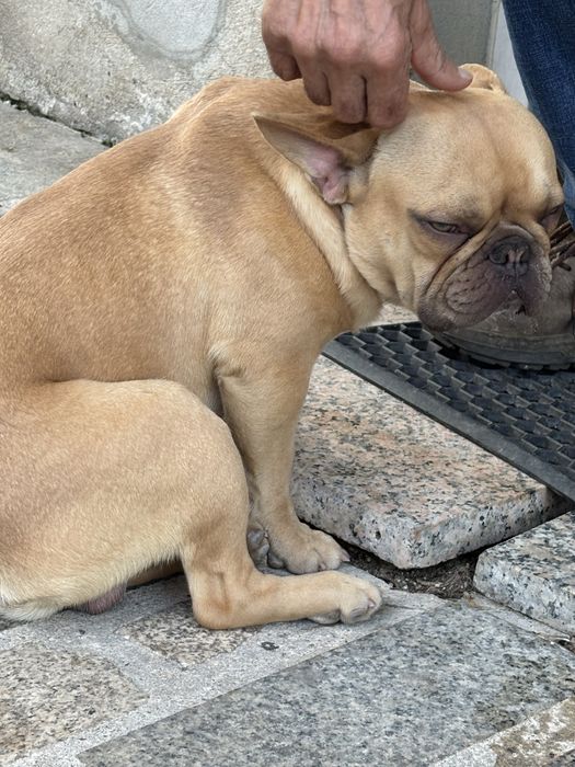 Bullgod frances top 10 meses