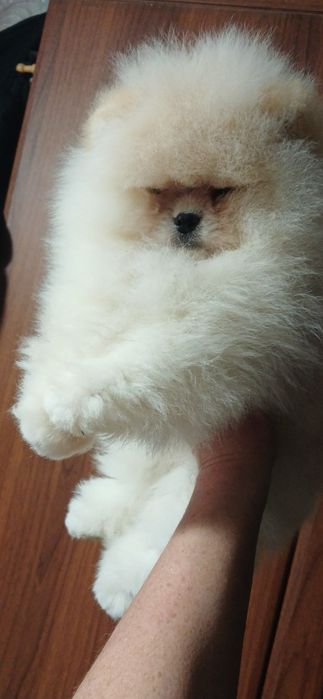 Малюки померашки для вас КСУ