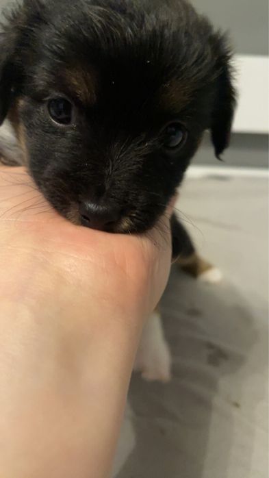 Oddam za darmo szczeniaki