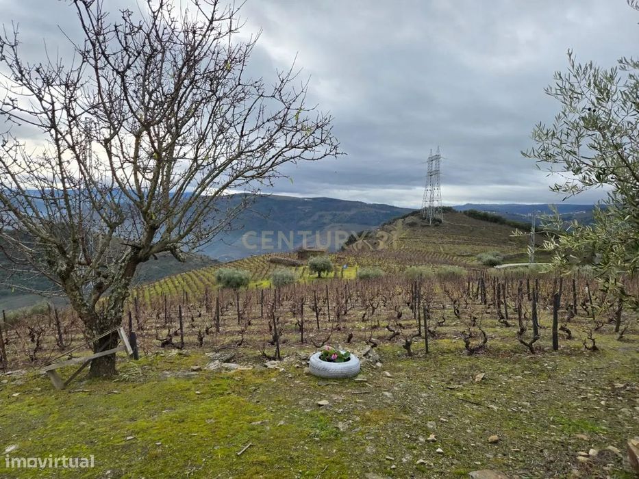 Tesouro Rústico no Coração do Douro – Um Convite à Natureza e à Tradiç