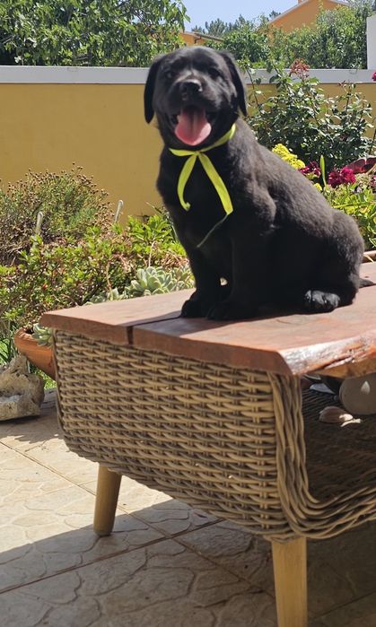 Labrador retriever  preto