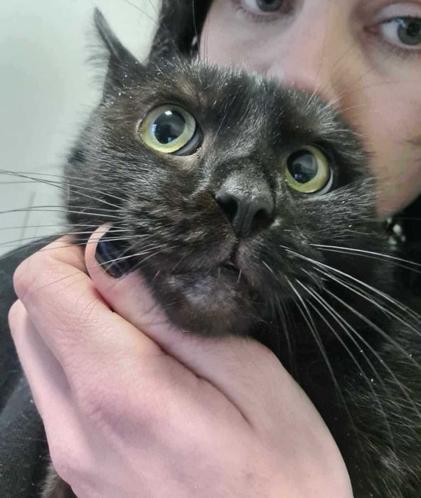 Figiel to kot wyjątkowy – kochany, spragniony czułości i DOMU!