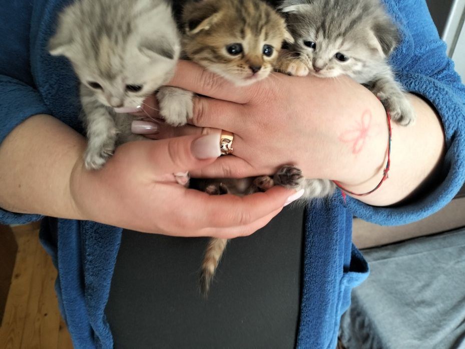 Шотландські висловухі кошенята