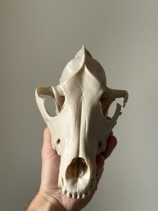 Czaszka 3d wilka skala 1:1 czaszka i żuchwa ruchome lis pies