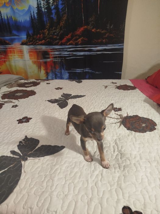 Chiuhuahua macho blue