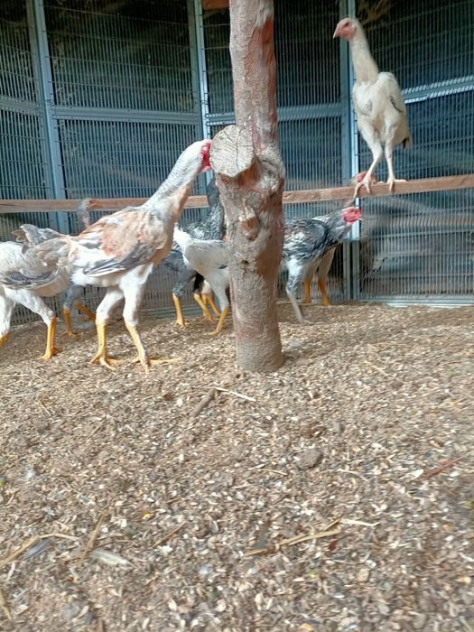 Pavões Diretamente do criador e outros