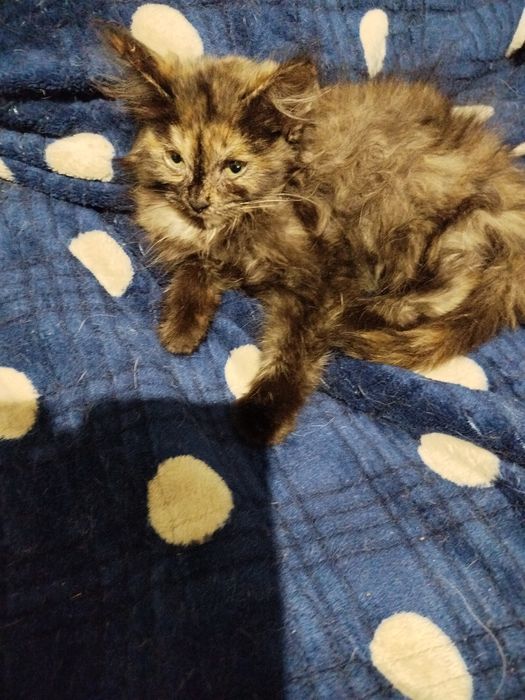 Очень спокойный маленький котенок ищет дом
