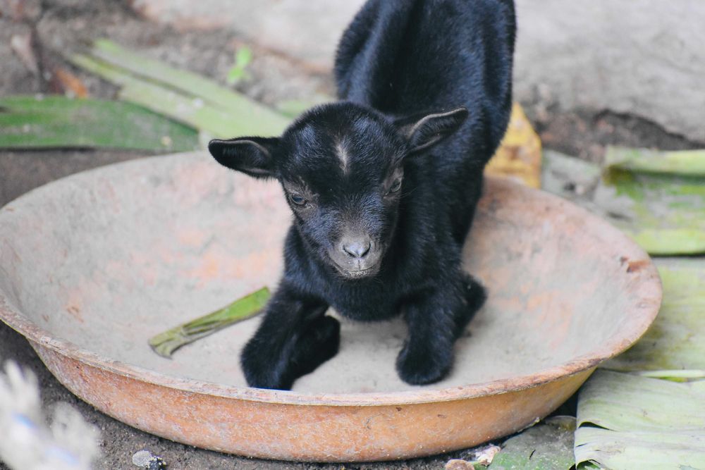 Vendo Cabrito Micro anão 2 meses