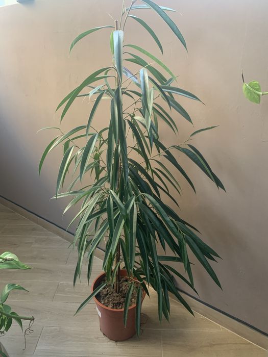 Фікус Алі вис 1,70 Акція