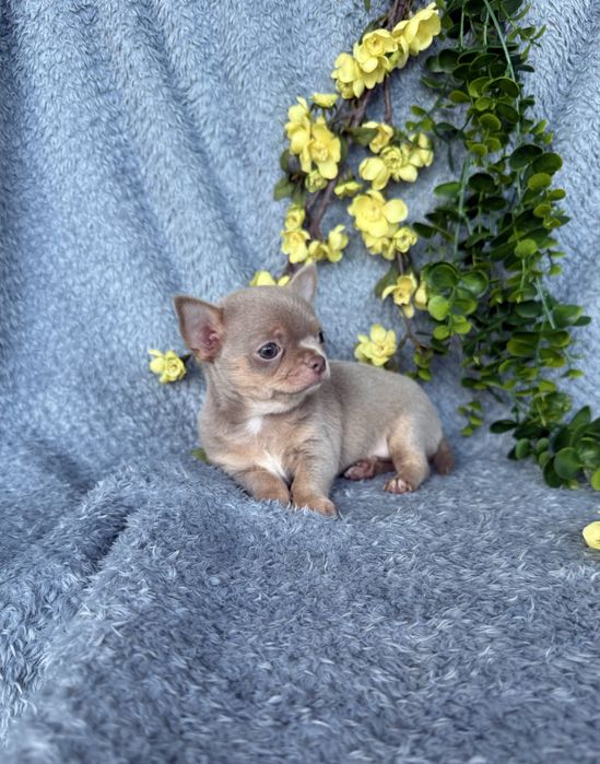 Excecional mini cor rara menino Isabella Chihuahua/Chiuaua.LinhagemRussa,Qualidade