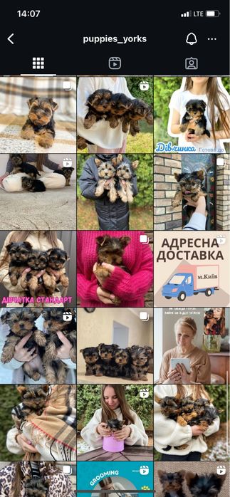 Маленткі йорки хлопці та дівчата