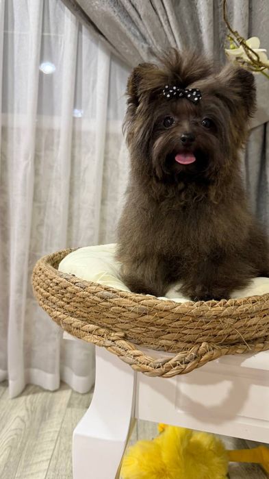 Девочка мальтипу мини 1 кг.