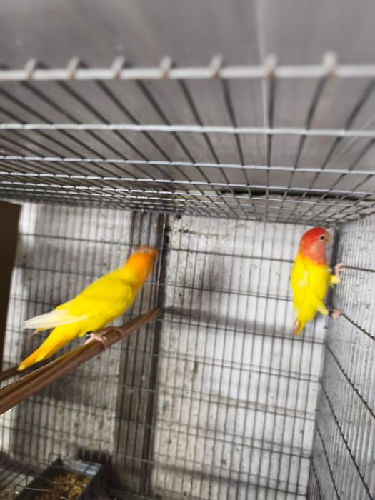 Casais agapornis mais gaiola