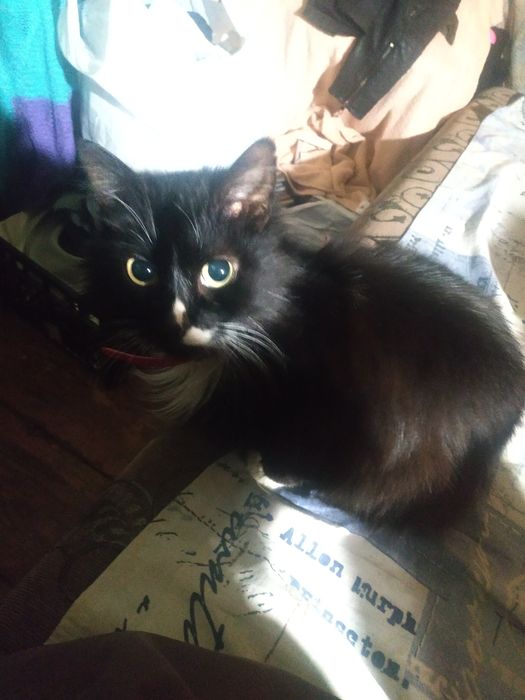 Требуется кот на случку персидский