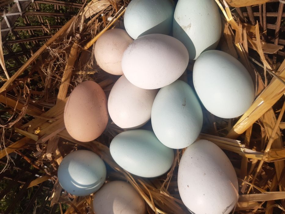 Jakja od wolnych kur  z zielonych wybiegów