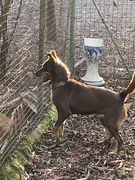 Cadela caça cor de chocolate -DÁ-SE