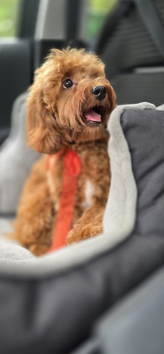 Cavapoo/ chłopczyk