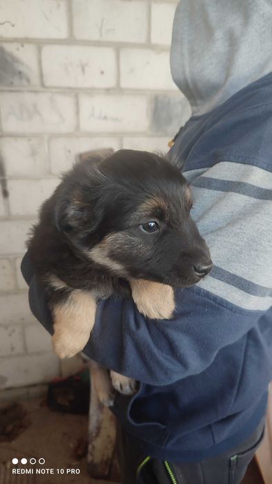 3 szczeniaki  2 MSC.