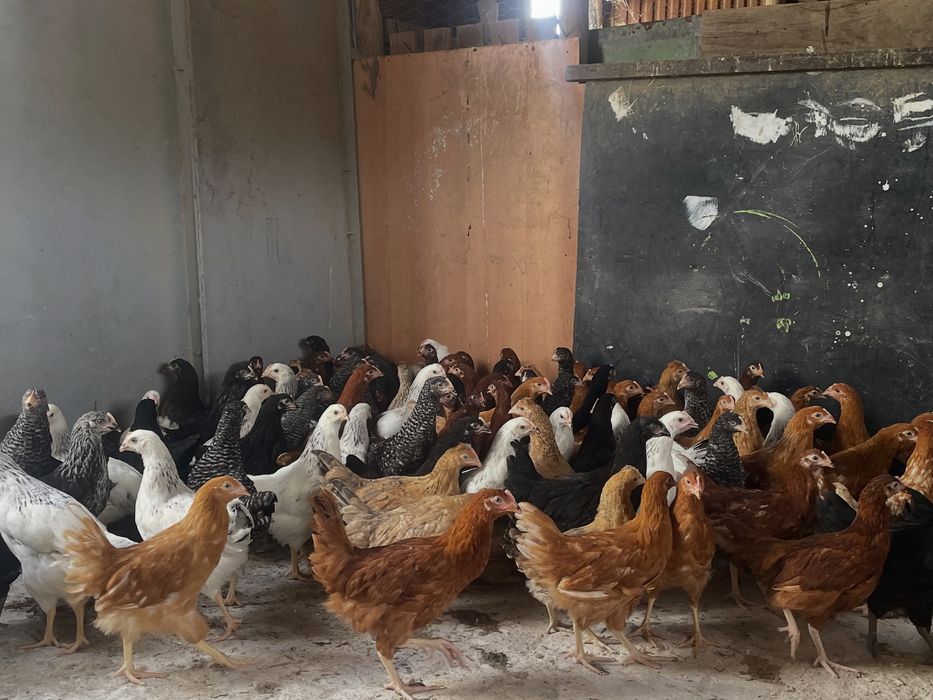 Promoção 10 + 1 Galinhas poedeiras