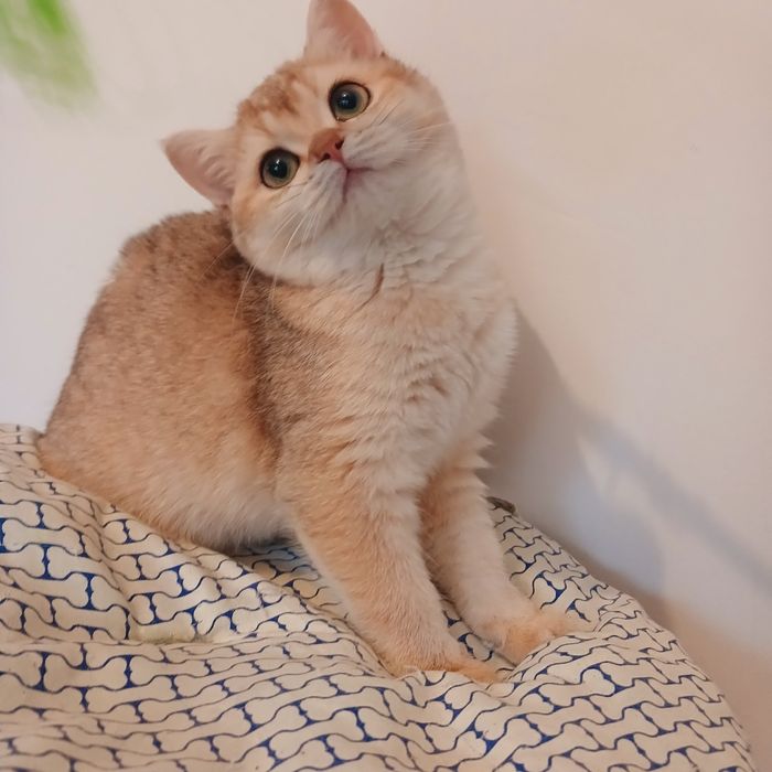 Кошенята в окрасі золота