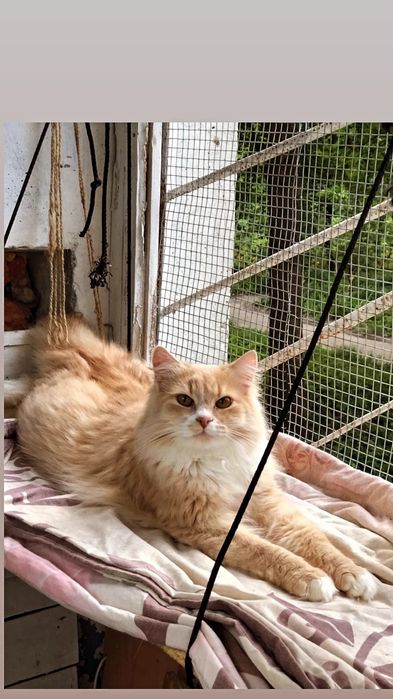 Отдам персикового пушистого кота, 1 год,,кастрирован,  привит