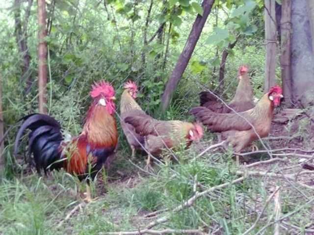 Інкубаційне яйце.(Курчата) Леггорн – синя, куріпчаста, мармурова.