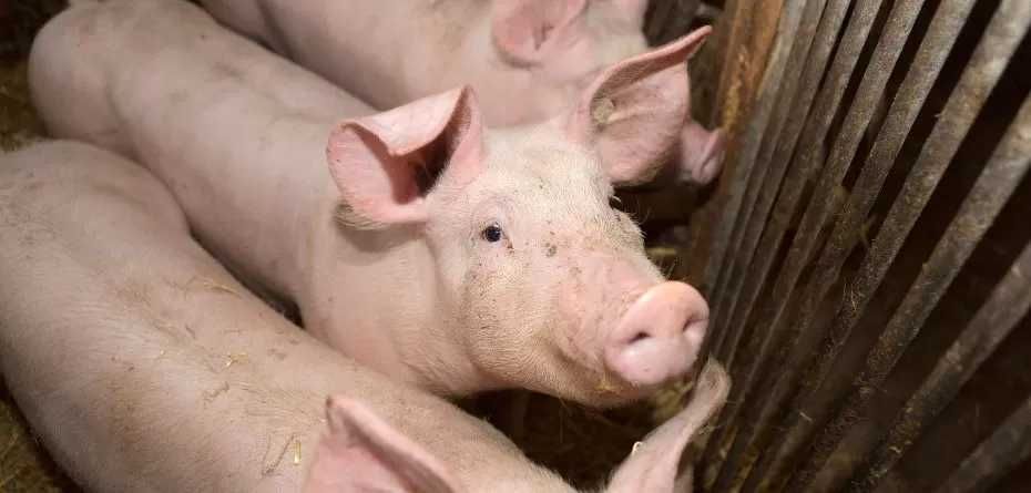 Tuczniki, świnie 120-140 kg chowane na własnych paszach