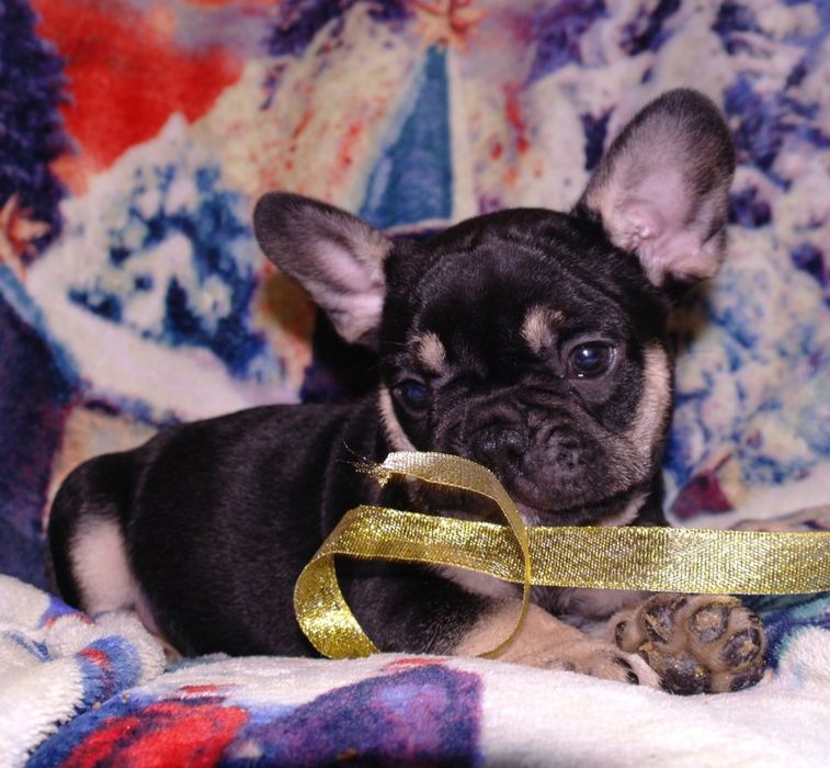 Новогодние подарочки)