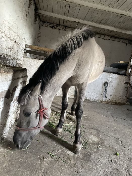 Klacz  konika  Ploskiego