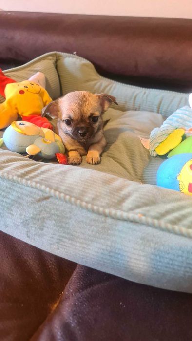 Sunia Chihuahua z rodowodem 3 mc