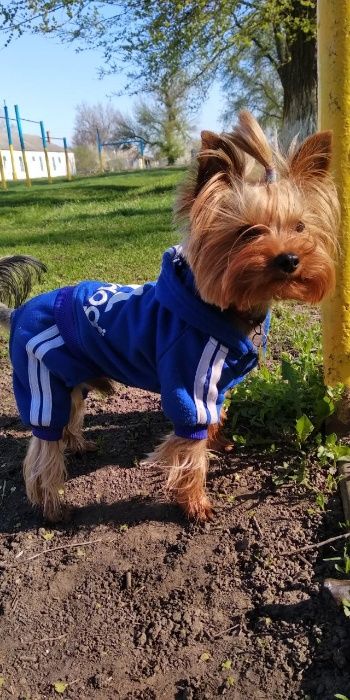 Вязка Йорка Кривой Рог