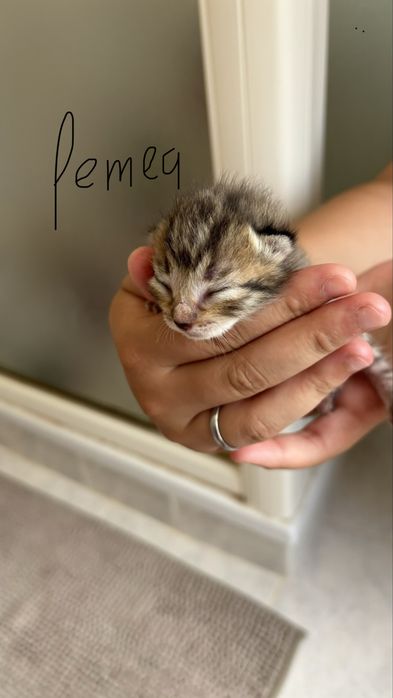gatinhos bebes para adocao