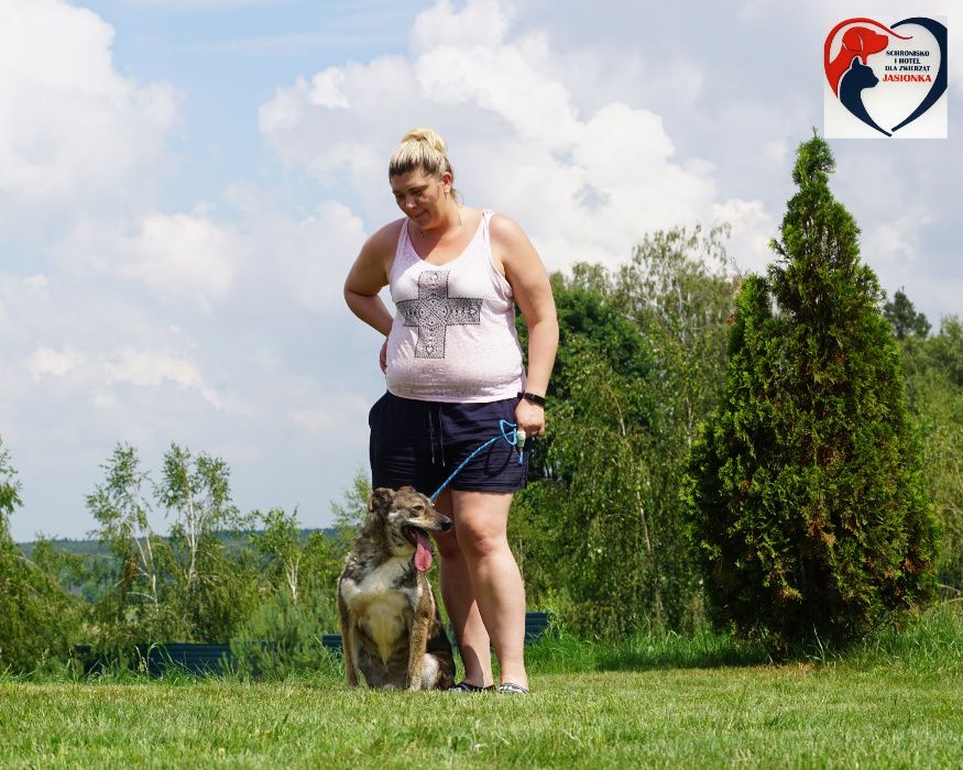 Bem szuka domu -schronisko -Jasionka -aktualne