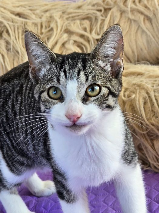 Johnny,  para adoção